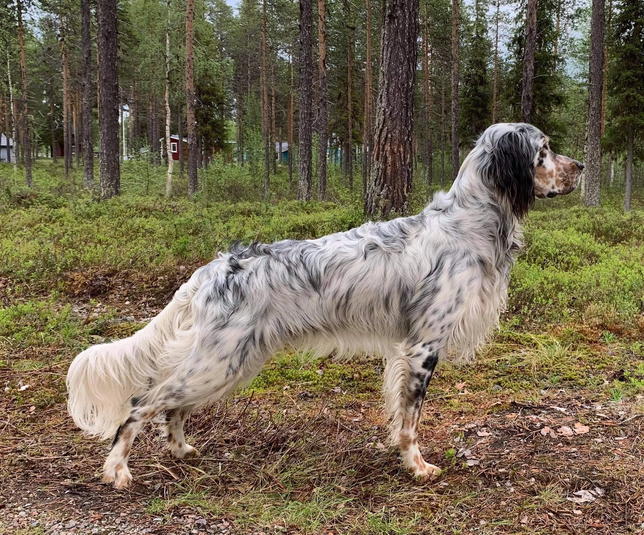 En hund med lång, vit och svart fläckig päls som ligger i en skog med grönt växtlighet och tallträd.