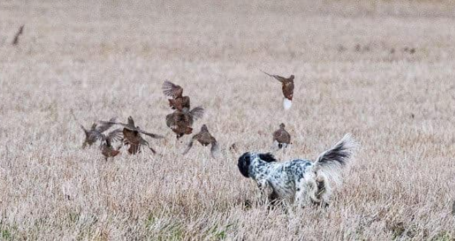 Dog chasing a flock of flying birds across a field