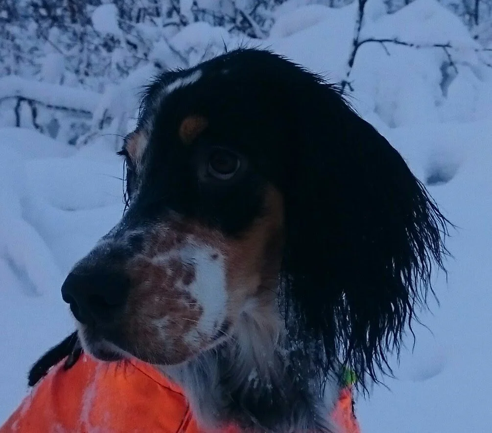 En hund med långt svart och brunt päls, sitter i snön, bär en orange väst, omgiven av snötäckta träd.