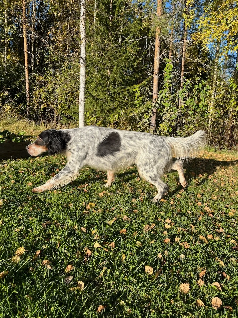 En hund som springer på en gräsplan med träd i bakgrunden under en klar dag.