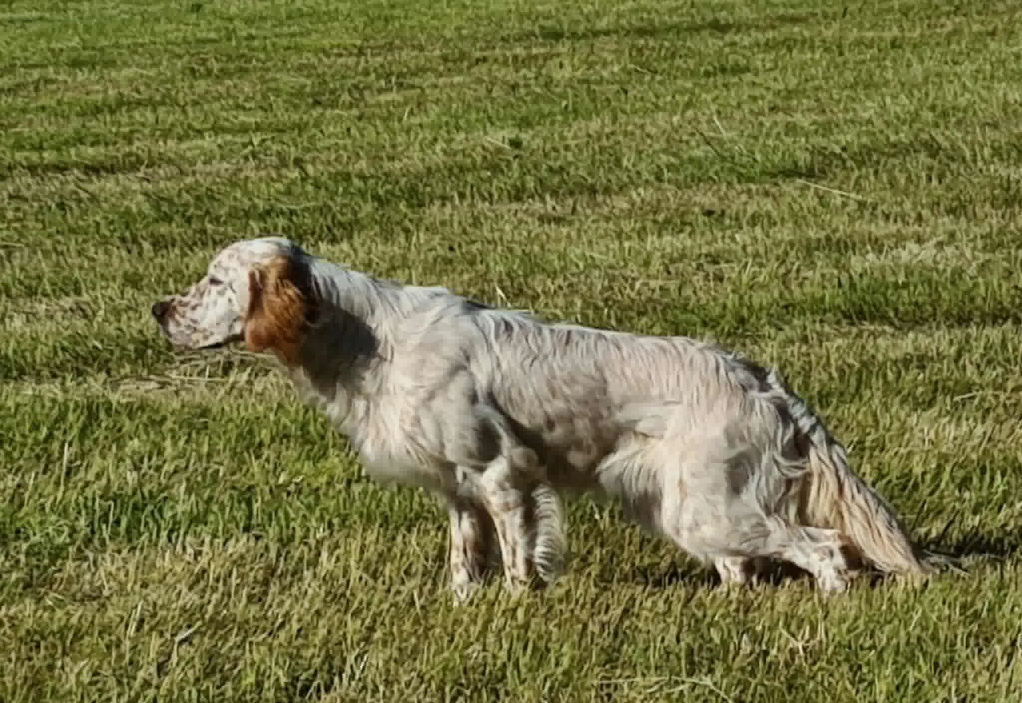 A dog with a merle coat pattern, sitting on green grass, with its head turned to the left.