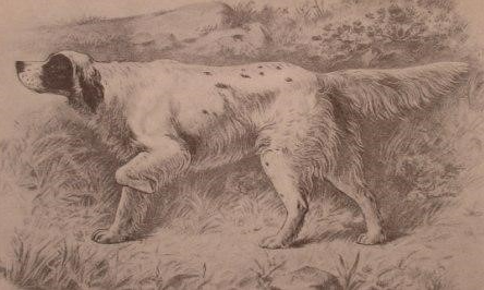 A detailed pencil drawing of a dog standing in a grassy outdoor area, with trees and foliage in the background.