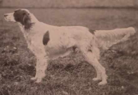 Black and white dog standing outdoors on grass