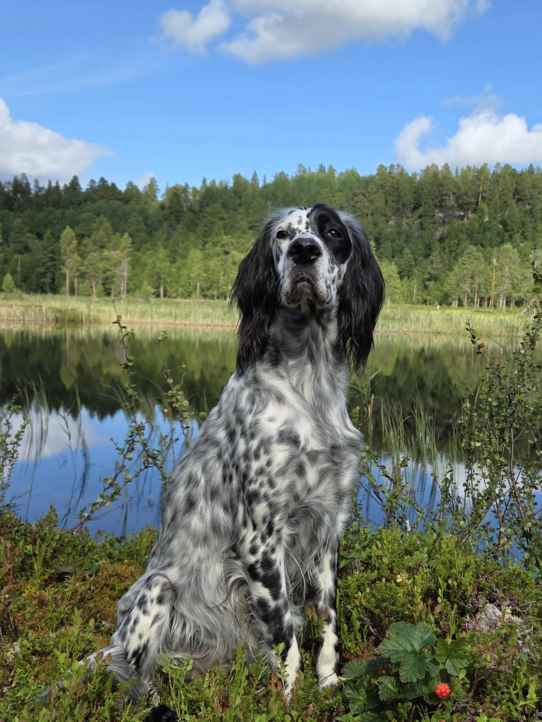 En svartvit hund, en English Springer Spaniel, sitter vid en sjö med gröna träd i bakgrunden och en blå himmel med några moln.