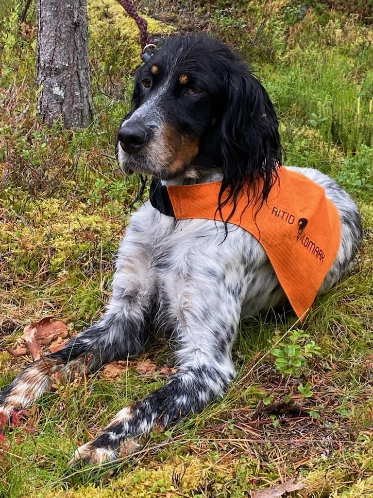 Hund med svart, vitt och brunt päls, liggande på skogsgolv, bär orange reflexväst.