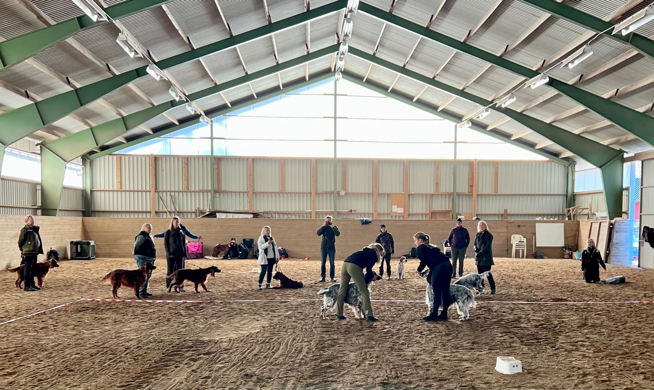 Utställningsträning Engelsk Setter