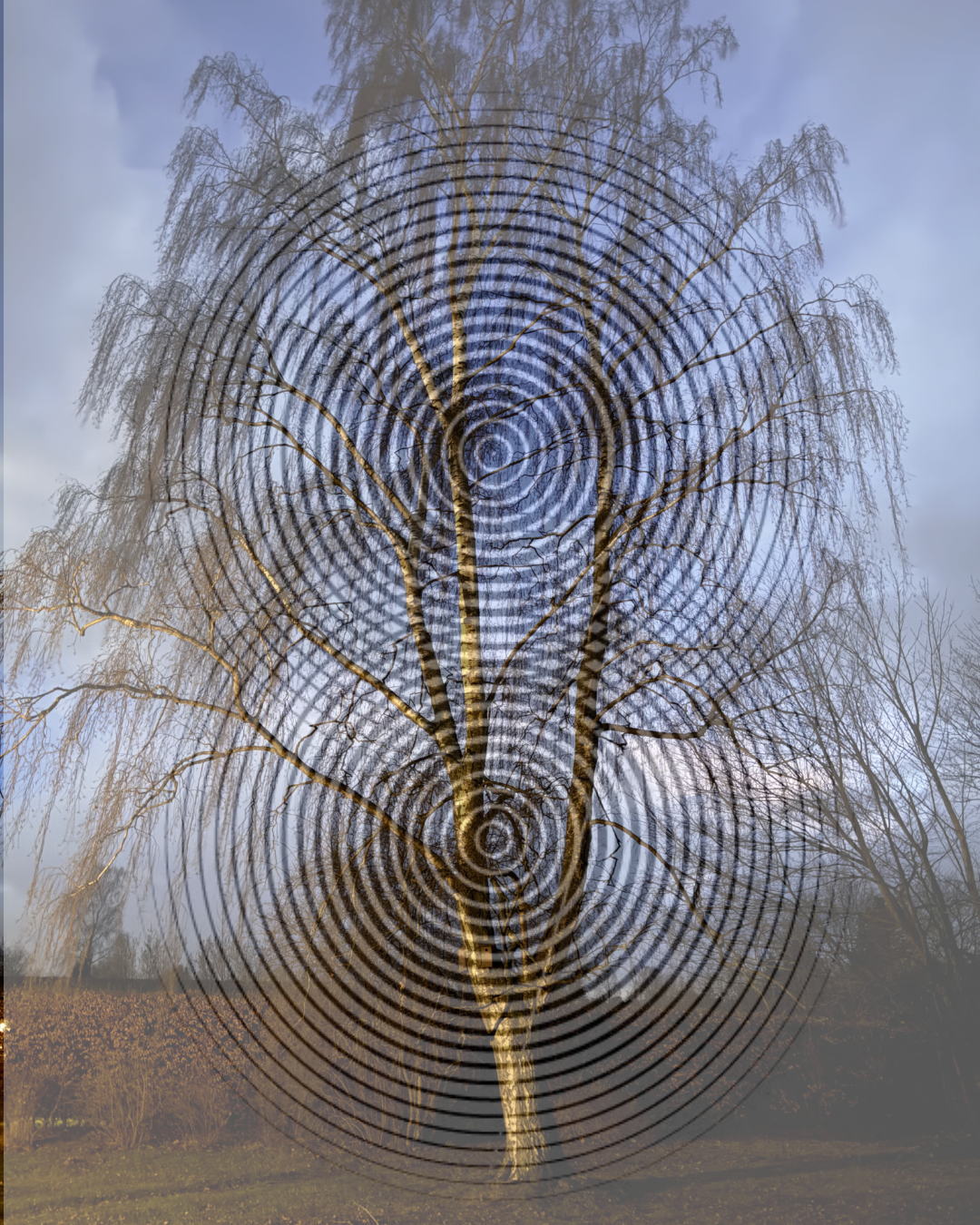 A photo of a tree with an overlay of energetic spirals, creating an abstract effect, leading the thought to vibration and frequenzy. The background shows other leafless trees and a cloudy sky.