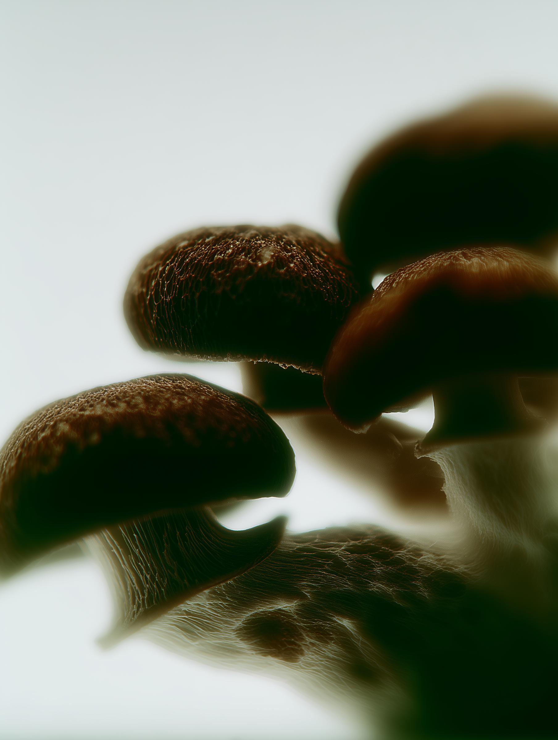 Cluster of Mushrooms.png