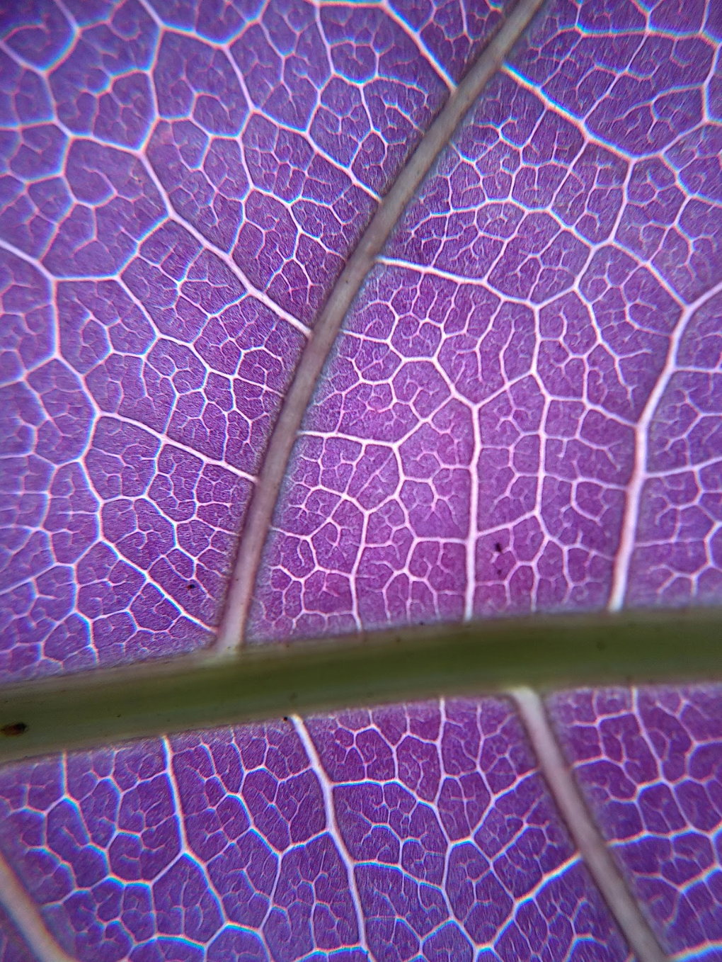 Micro 001: We’re Obsessed With Microbes.