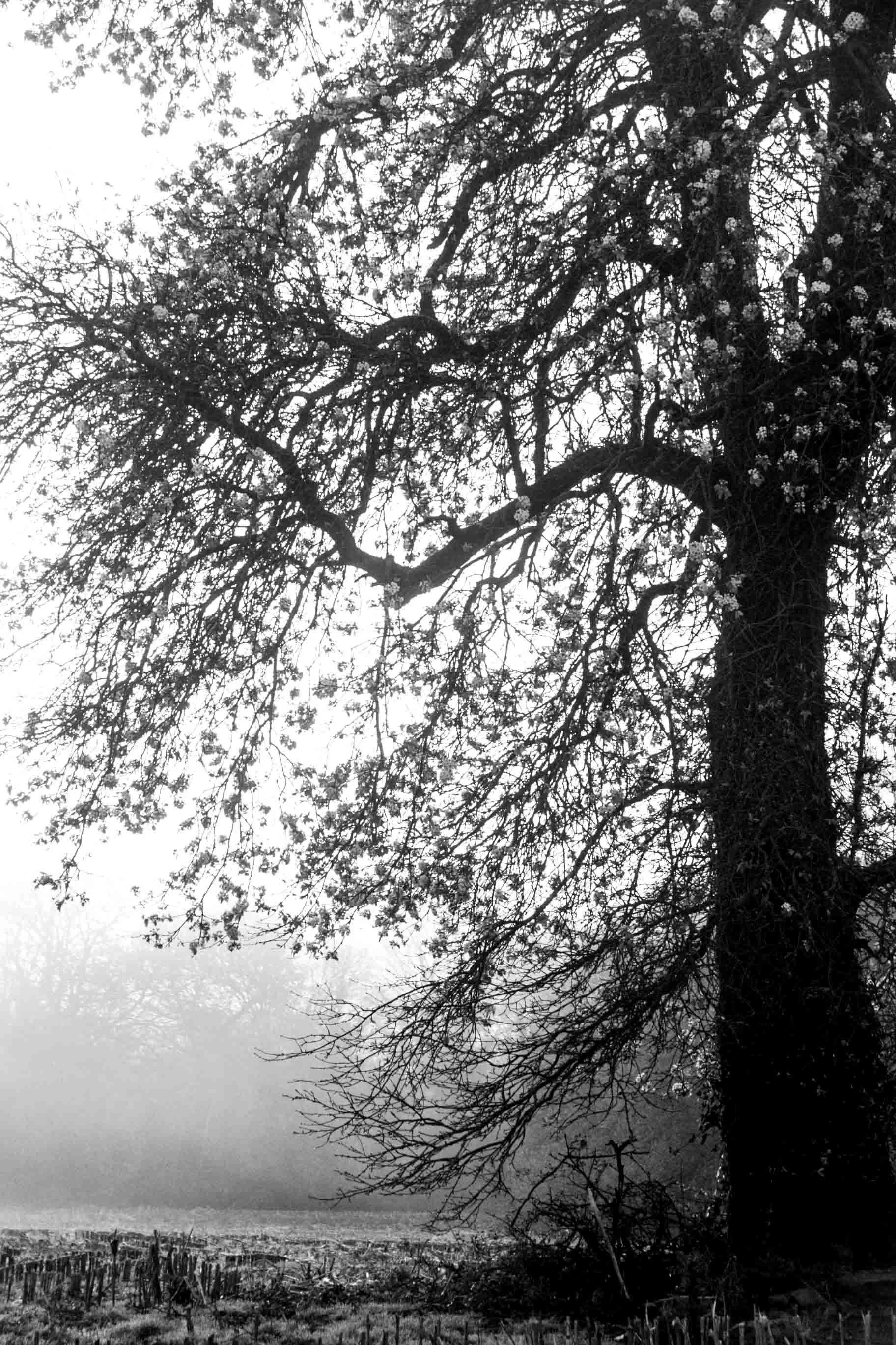 johannegicquel-arbres-0972.JPG
