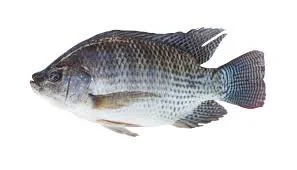 Tilapia