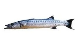 Barracuda