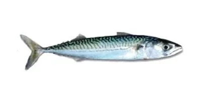 Maquereau