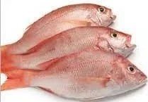 Dorade Rose 5KG