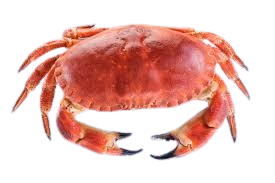 Crabe