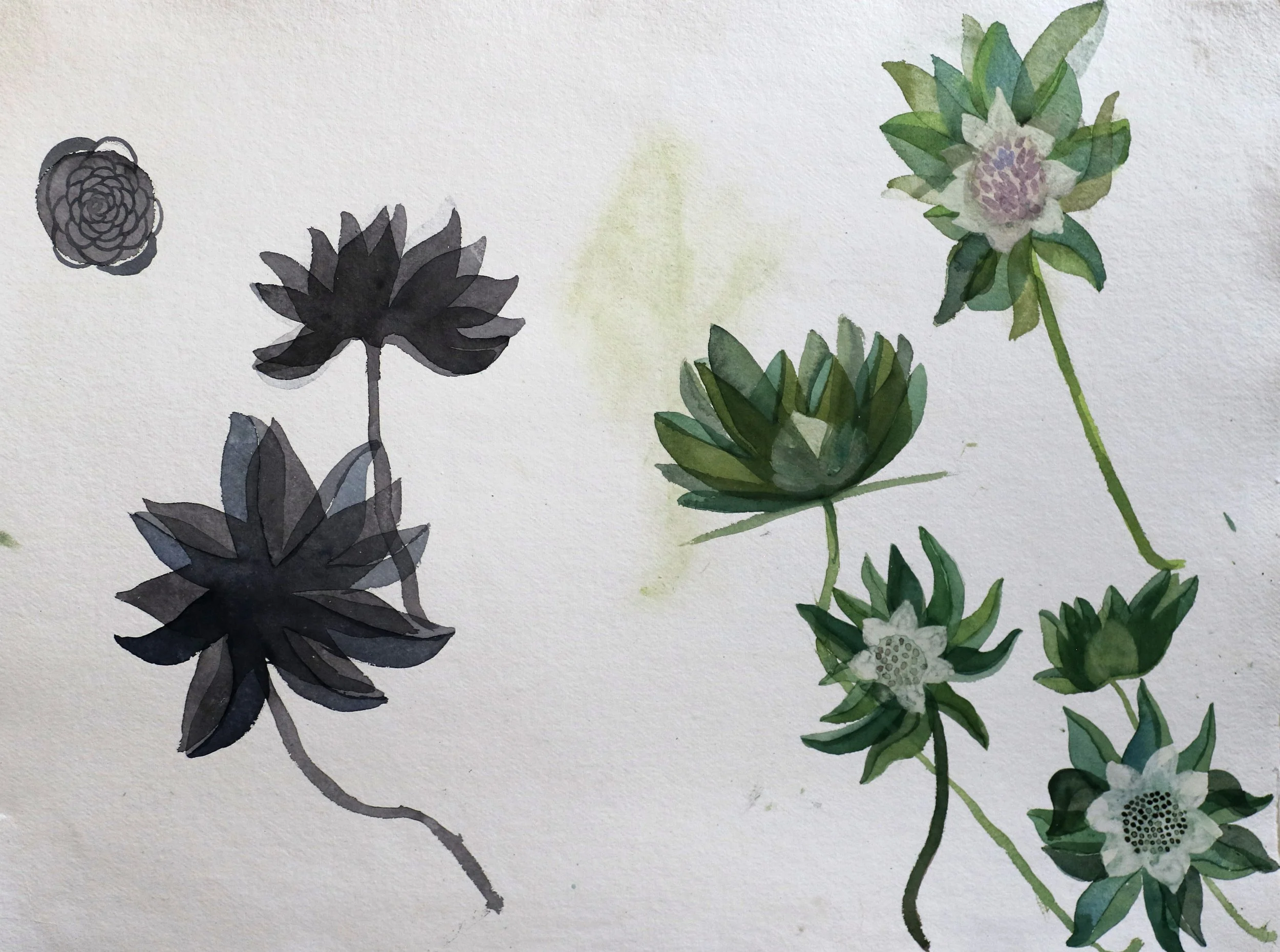 Study for Collapsing colony, 2022, watercolour on khadi paper, 56x76cm