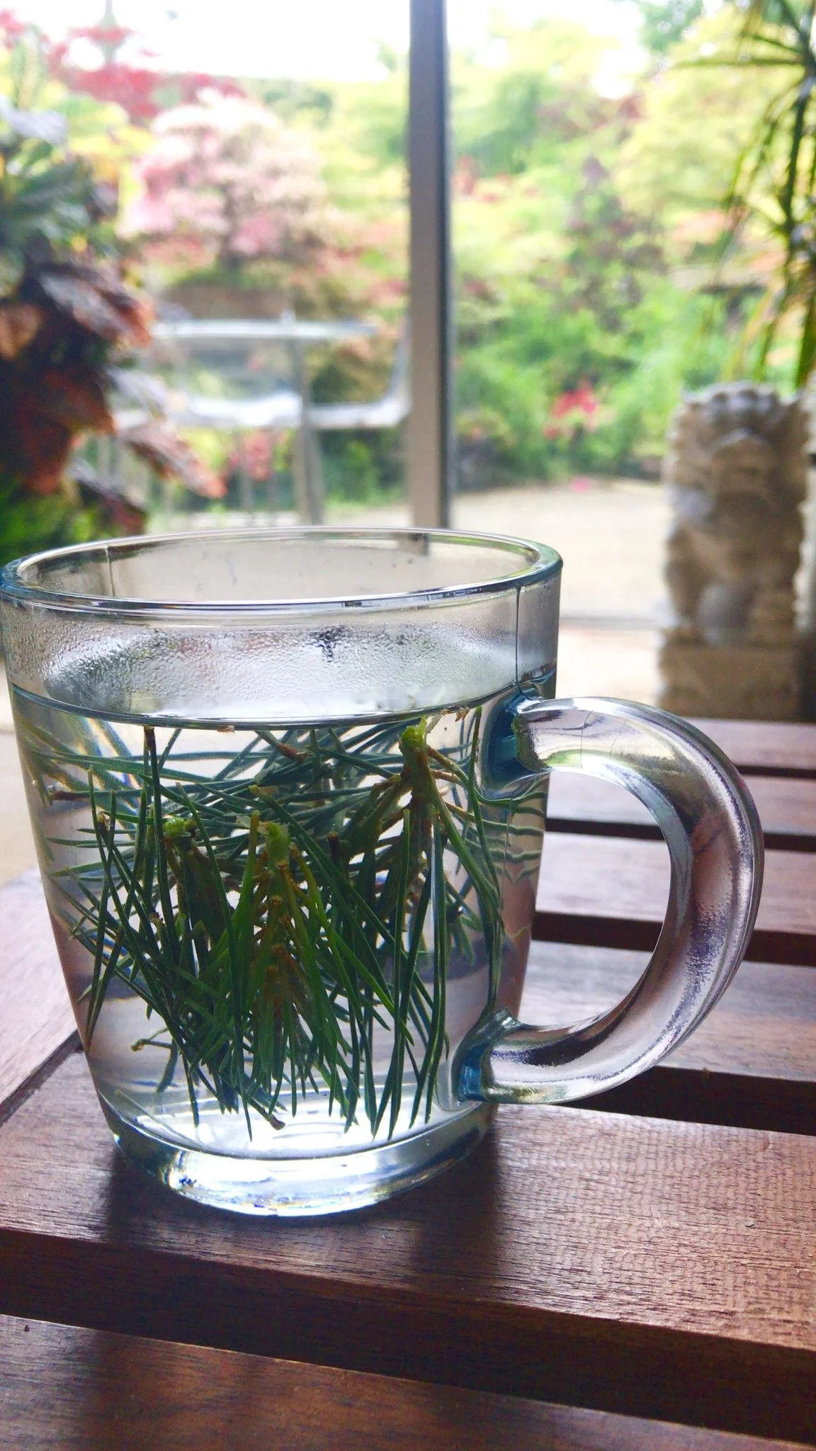 A clear glass mug of water with pine tree branches inside, placed on a wooden table near a window with a garden view.