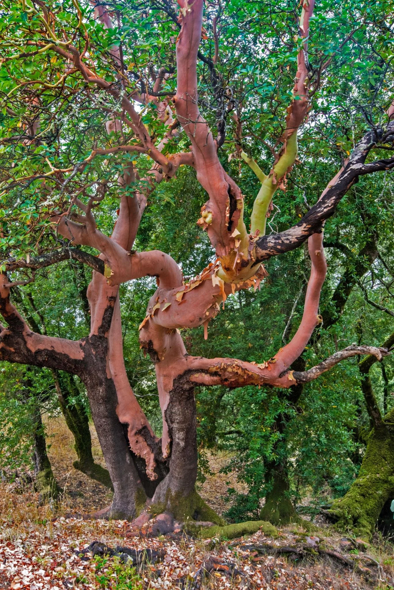 An iconic Puget Northwest madrona tree.