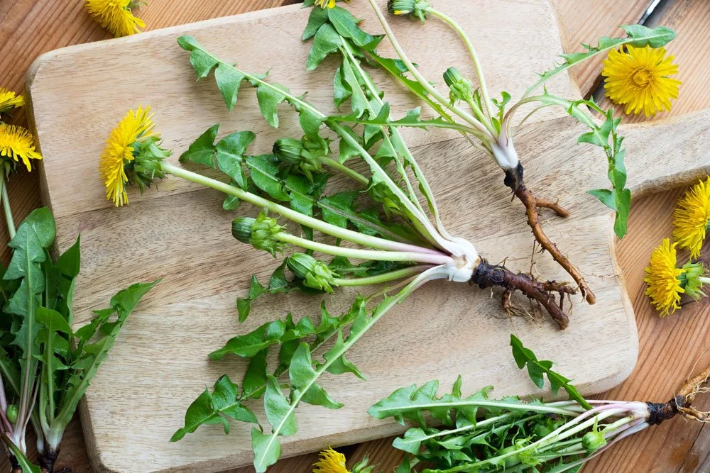 Dandelion plants with roots, green leaves, and yellow flowers on a wooden cutting board and surrounding area.