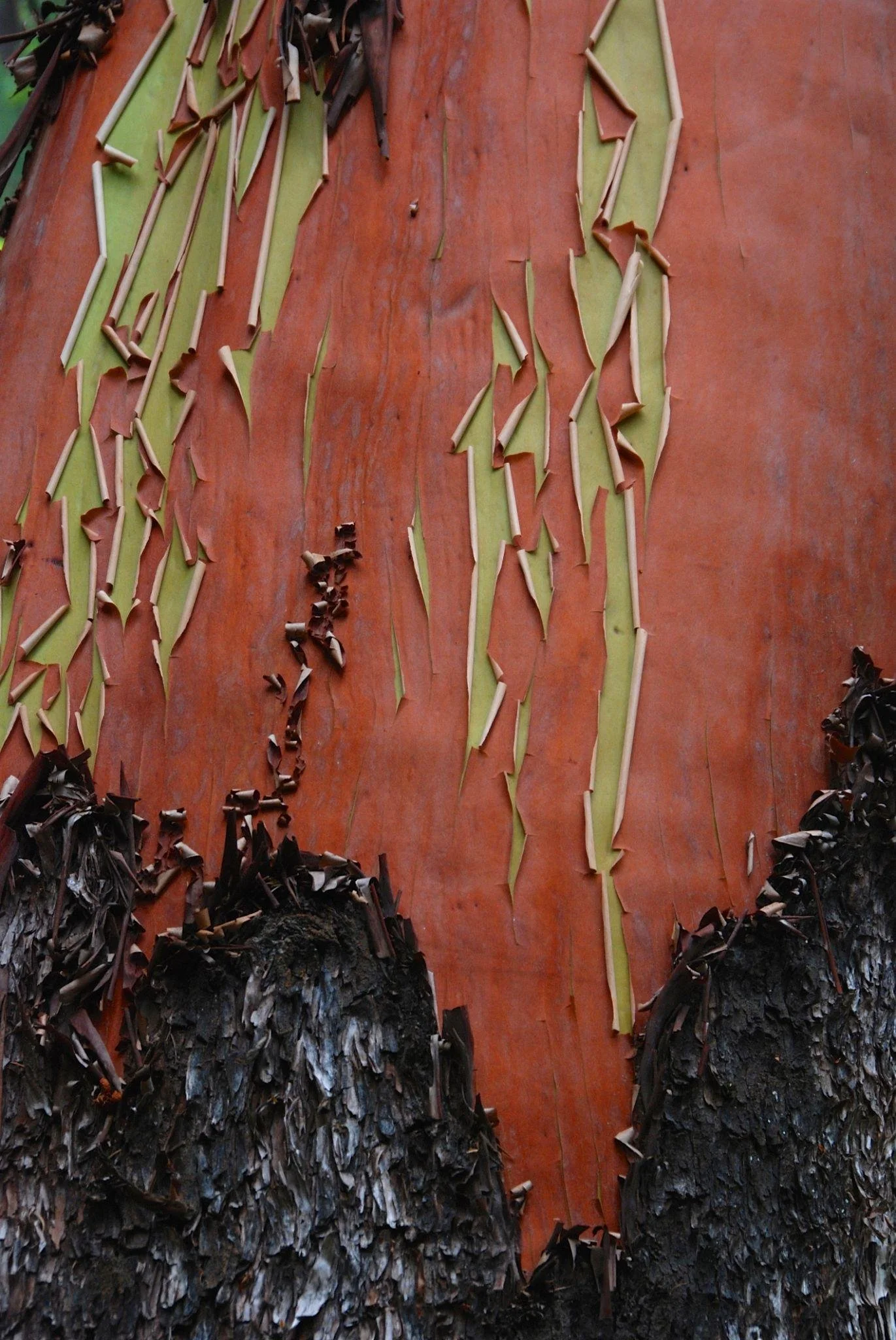 Close-up up of madrona tree shedding its bark