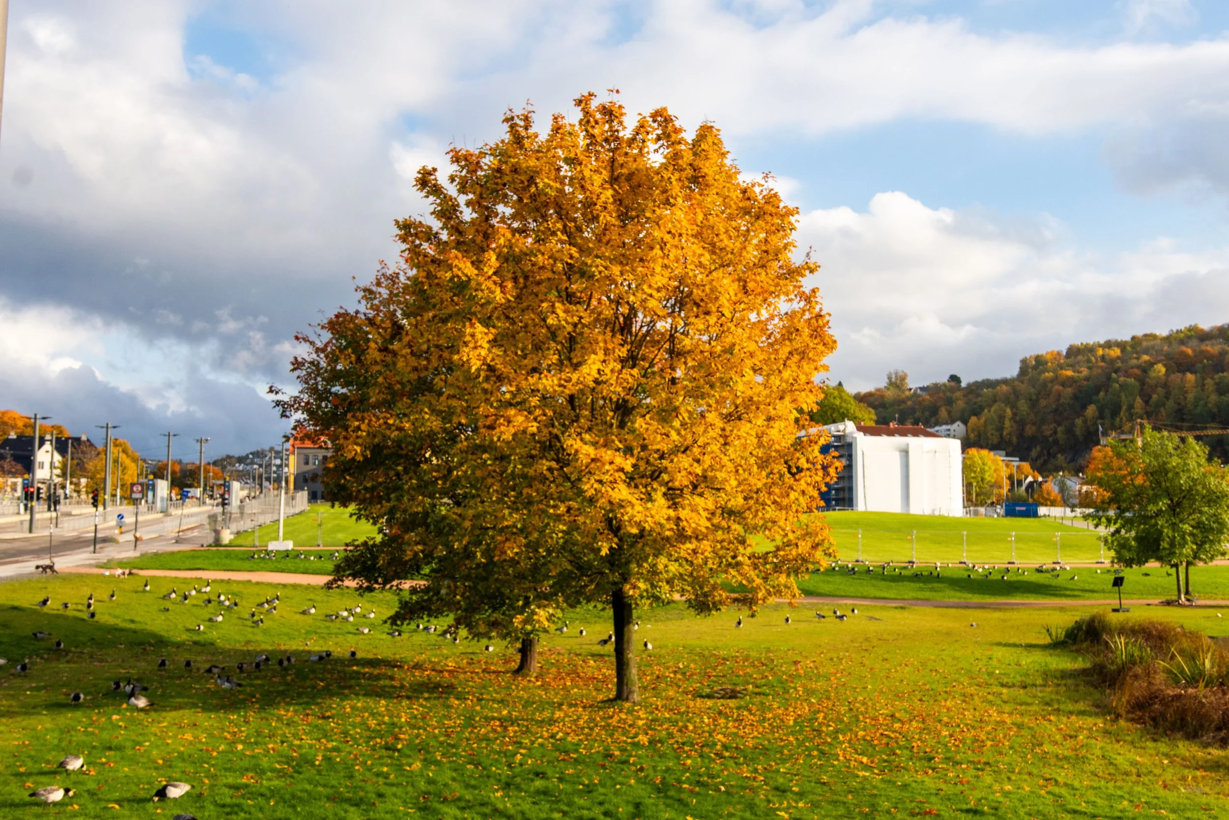 Image of a tree near the Medieval park in Oslo.  Copyright: Einar Herstad-Hansen