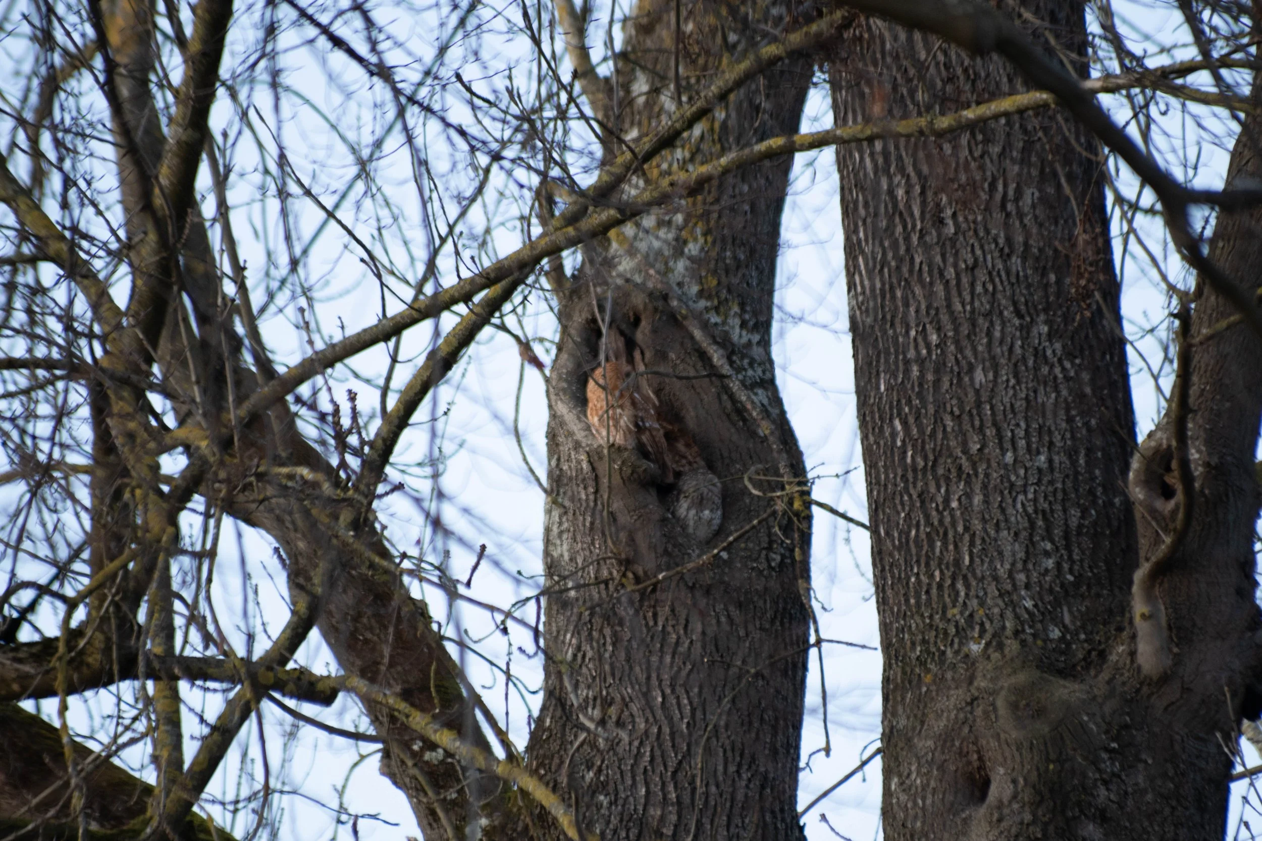 Two owls relaxing in a tree. 