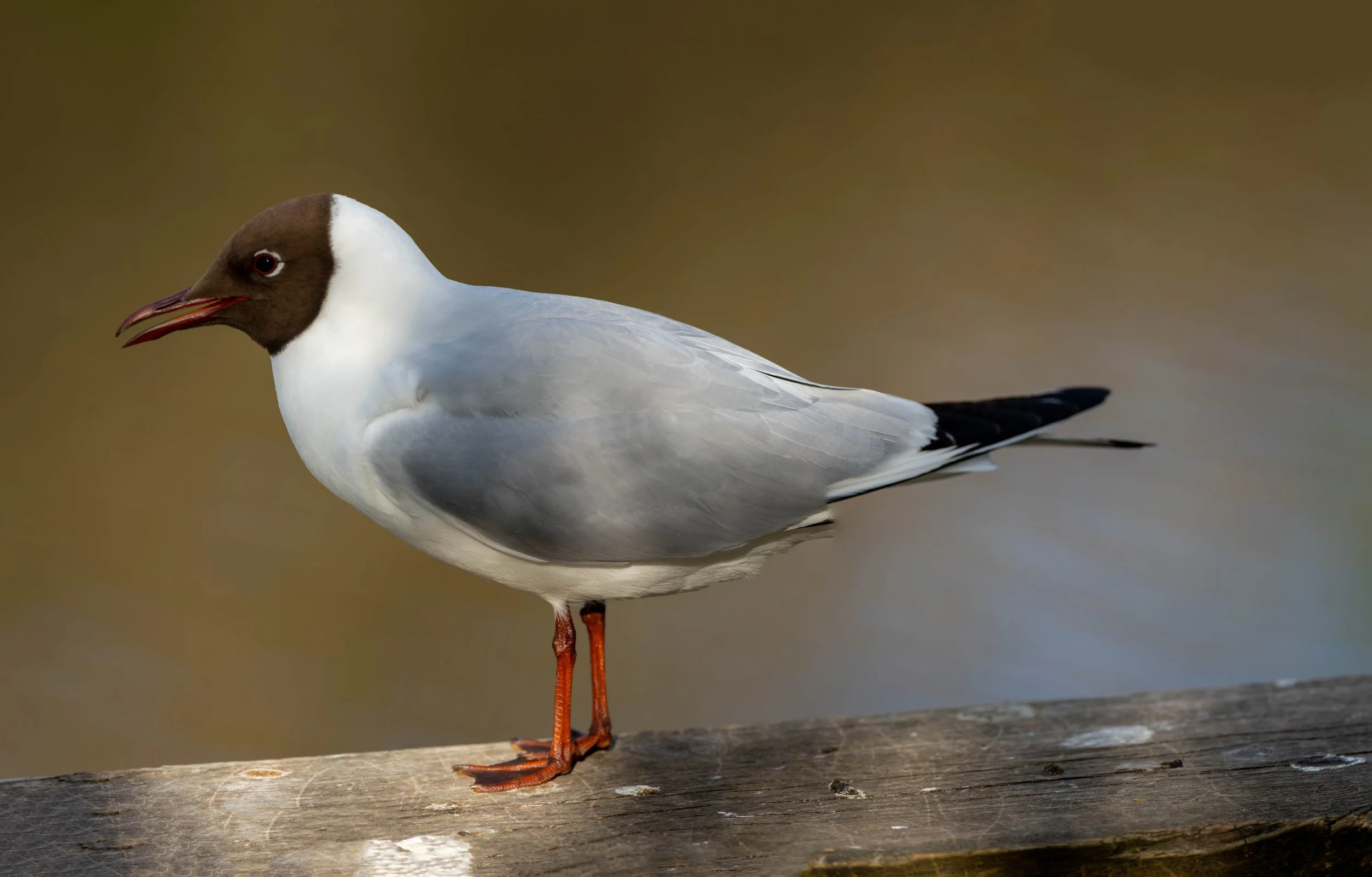 Birds at Østensjøvannet amd Bogerudmyra