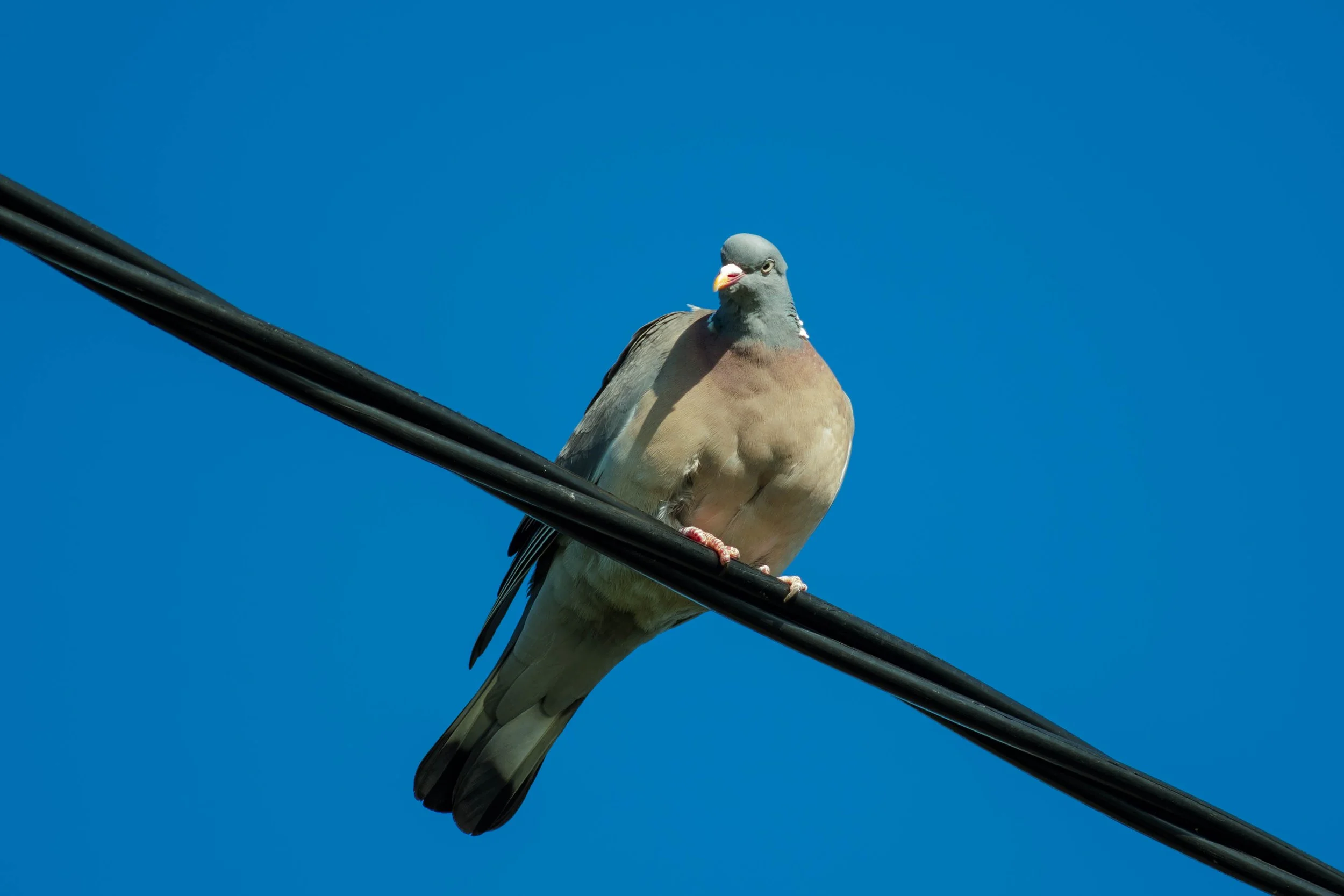 _IMG4716.jpg