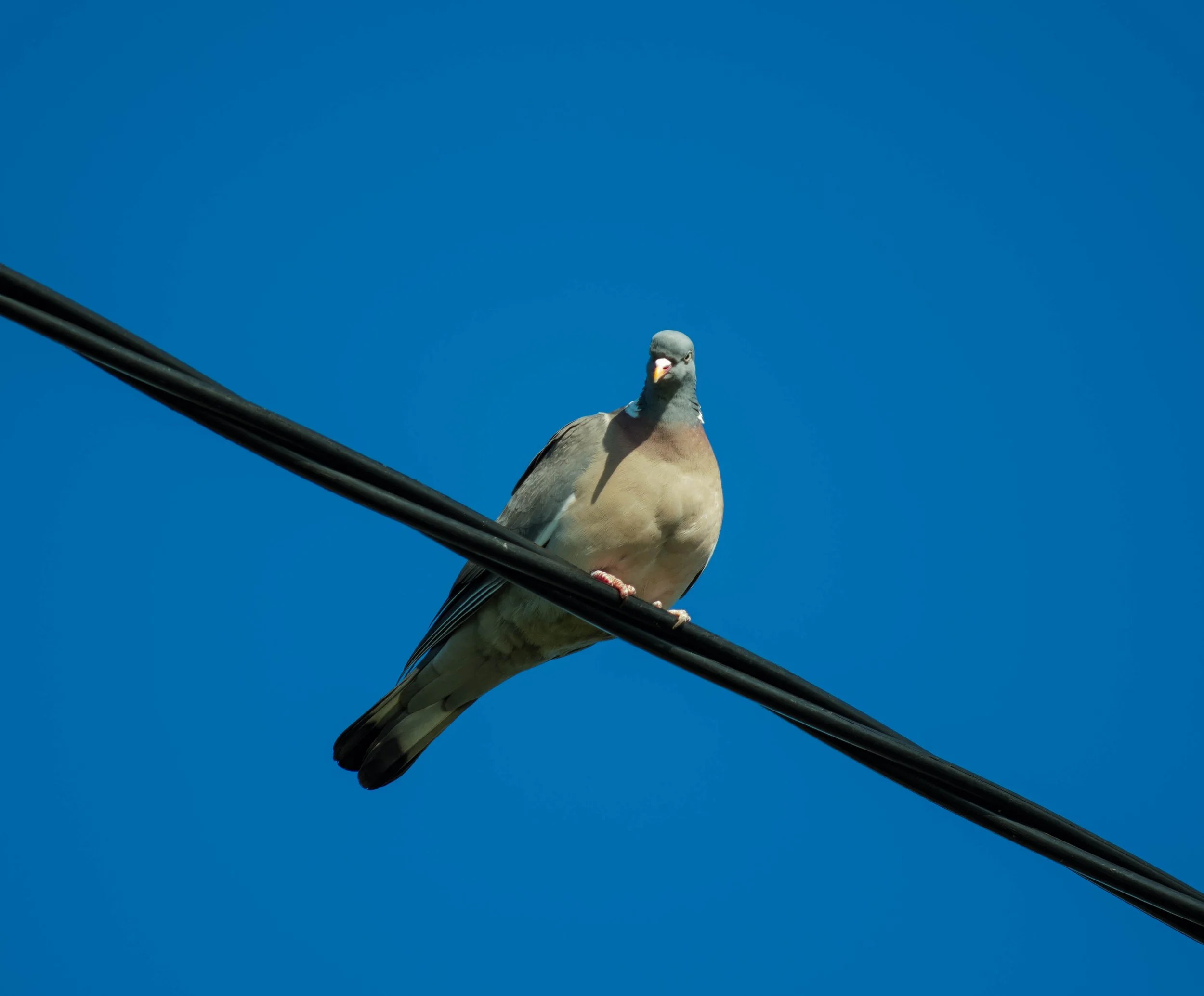 _IMG4710.jpg