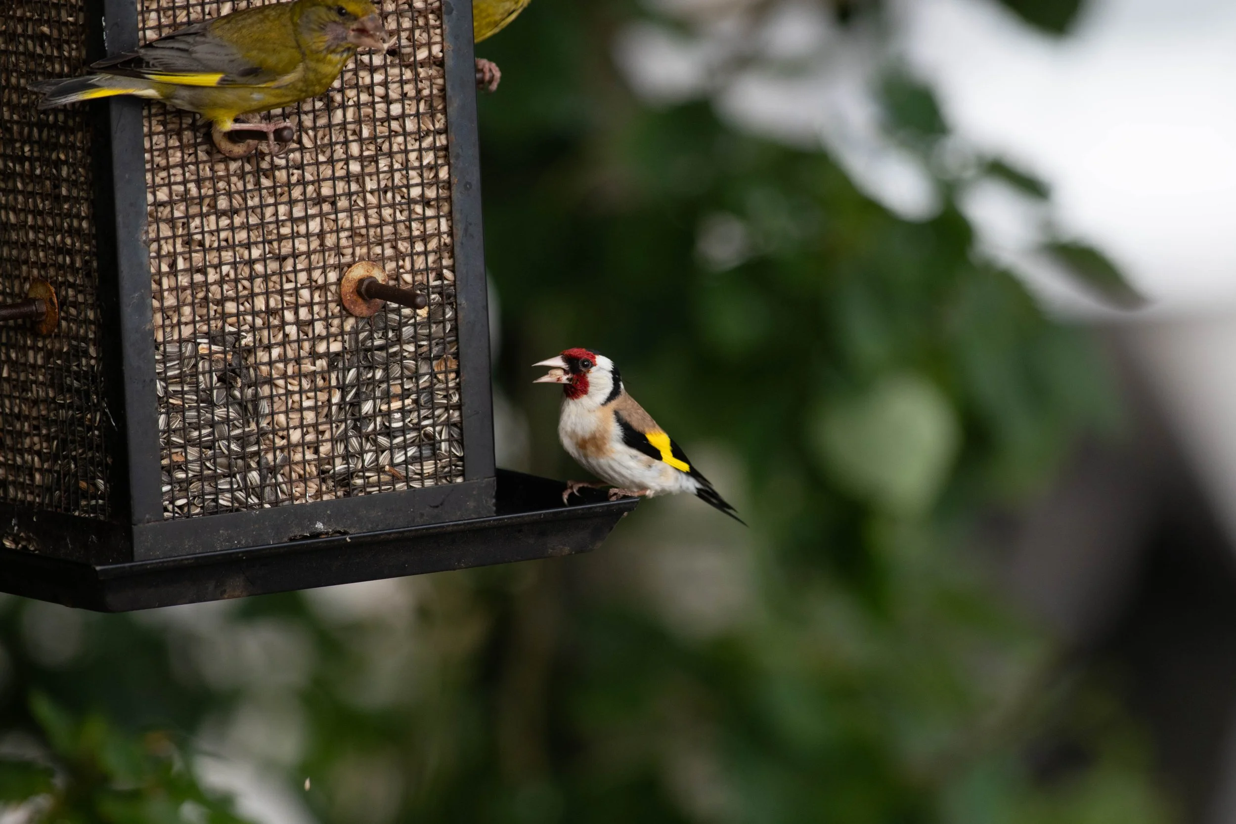 Birds at the birdfeeder