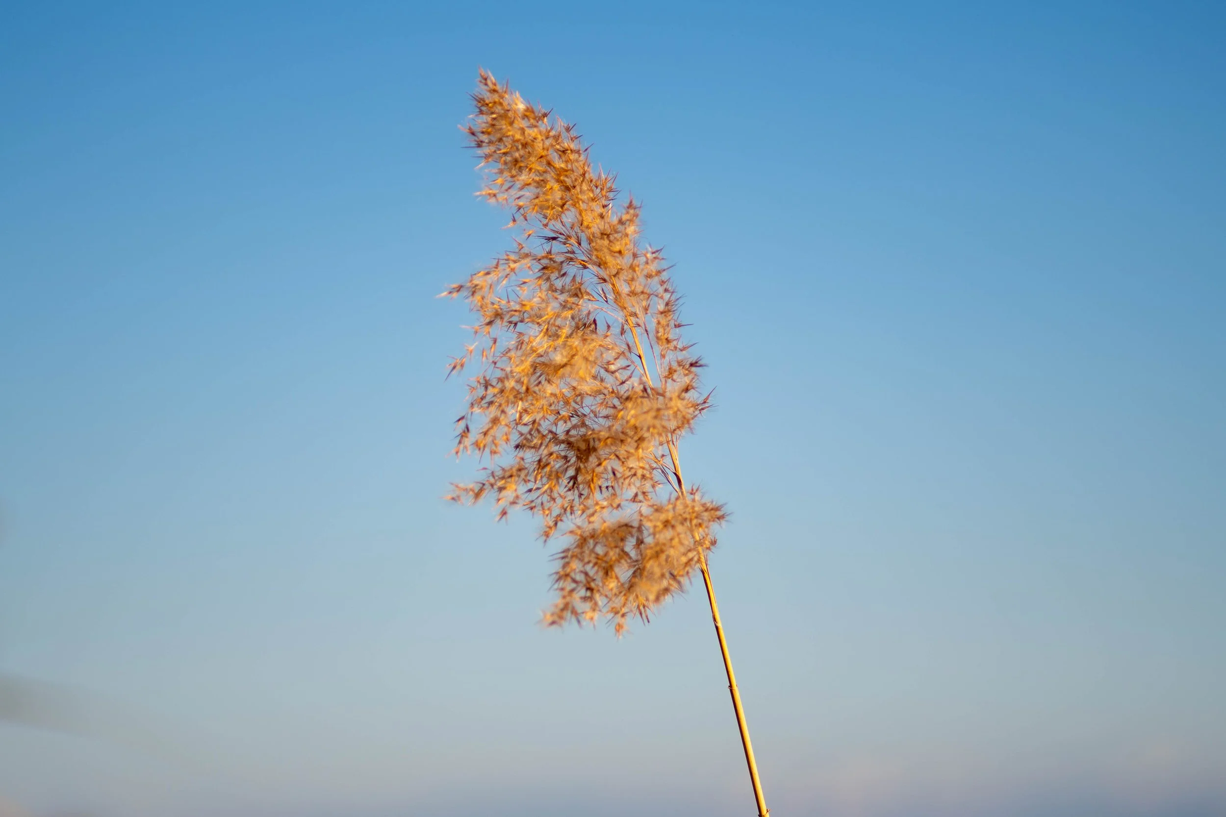 Straw on a beach in Bodensee in Konstanz in Germany.