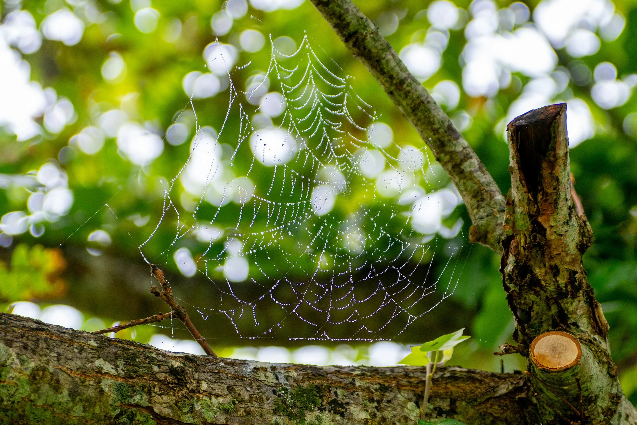 A spider's web. 