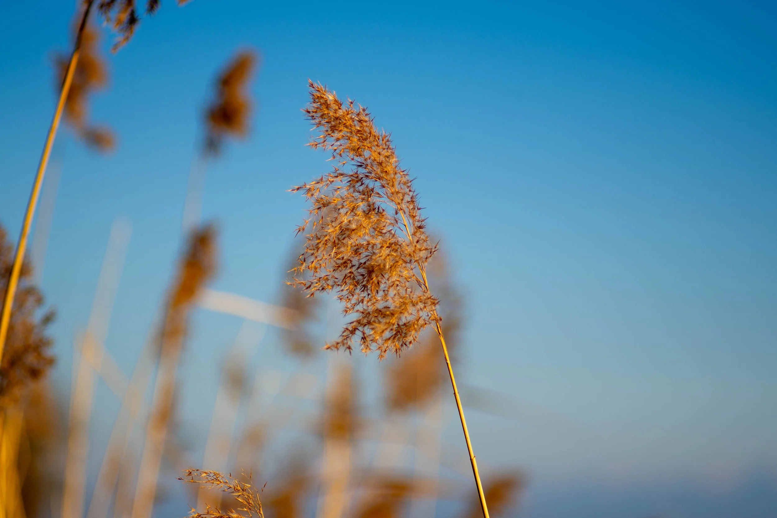 Another straw on a beach in Bodensee in Konstanz in Germany.