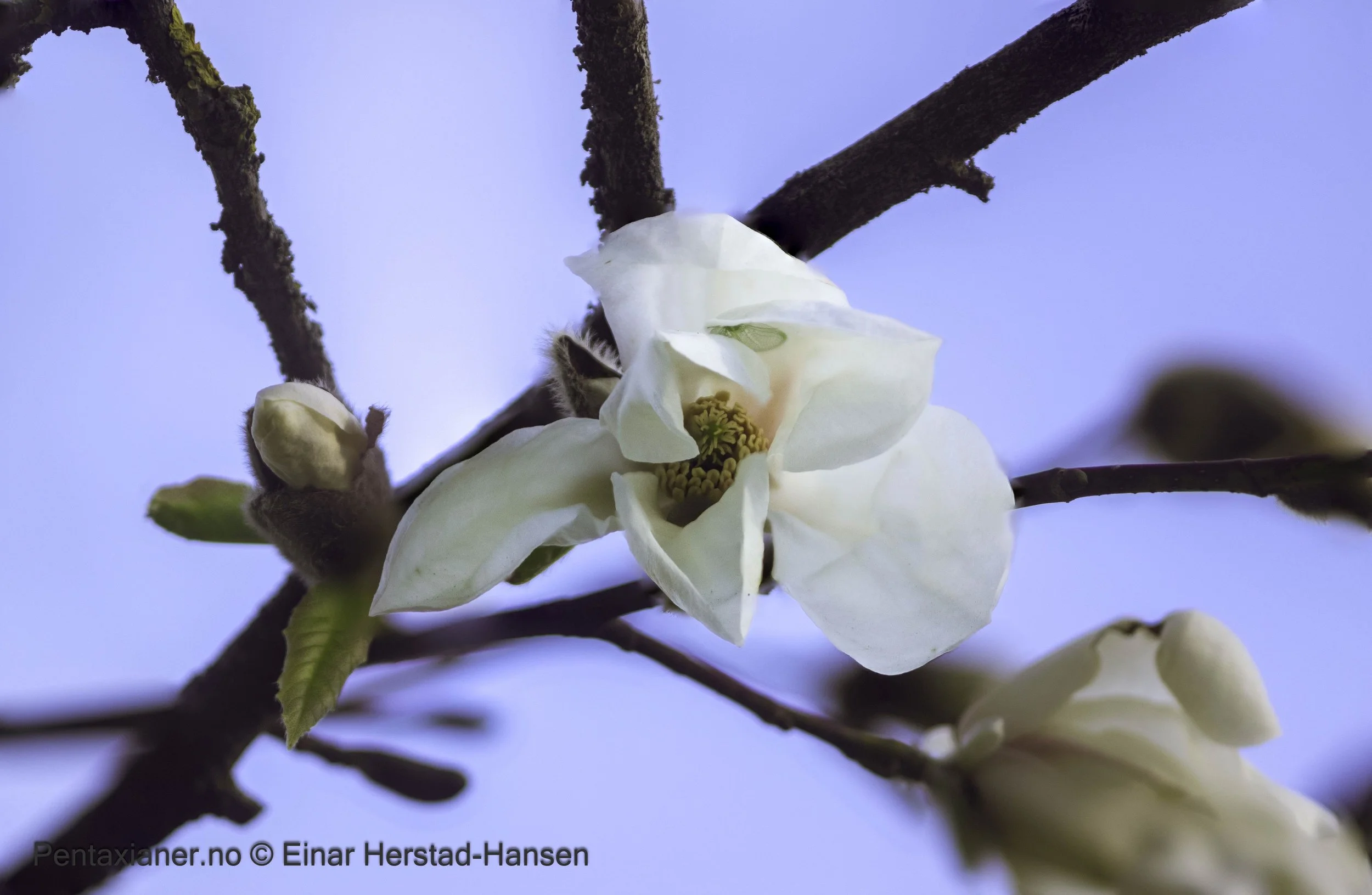 Bud of a snow magnolia in the botanic garden in Oslo. 