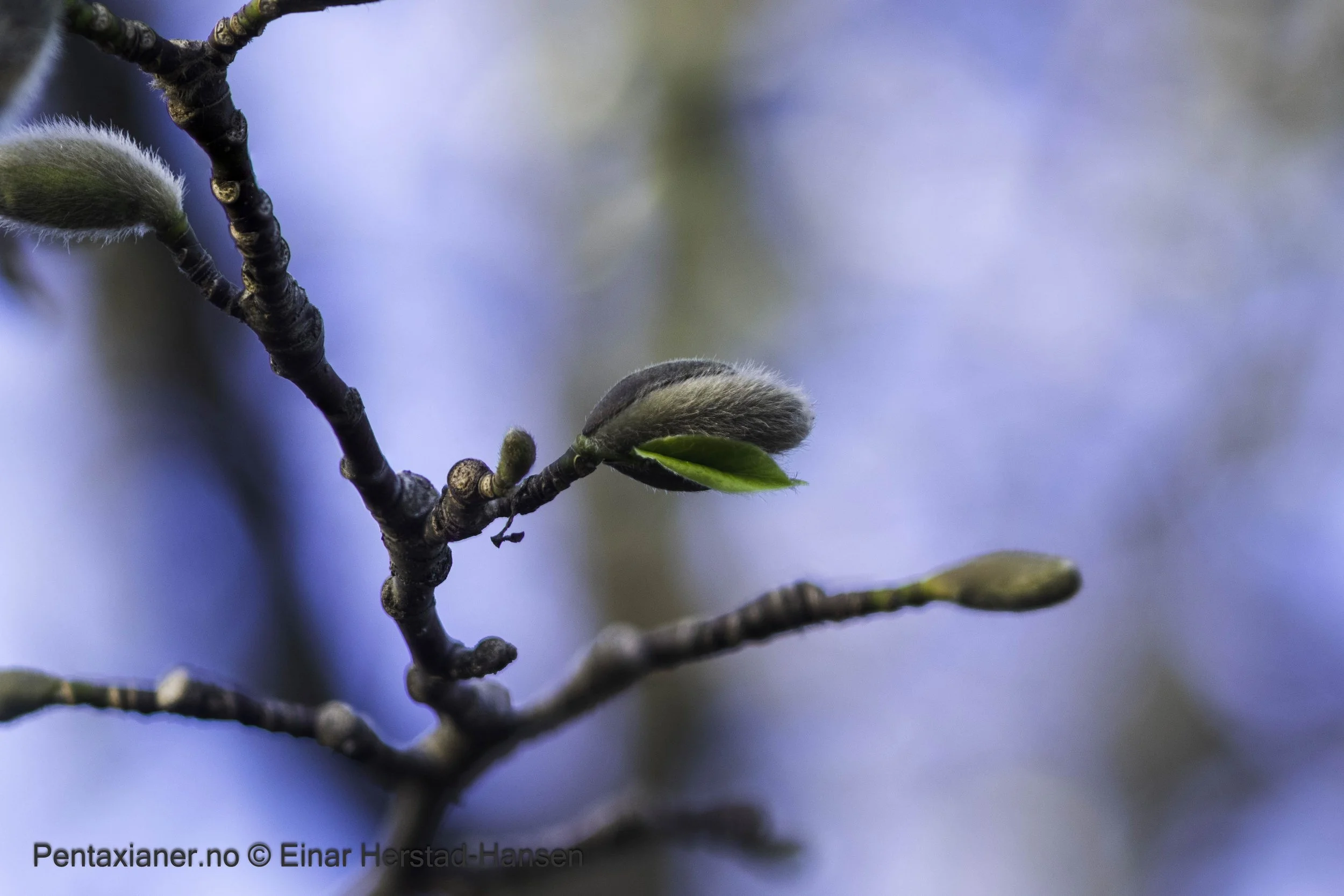 Bud of a snow magnolia in the botanic garden in Oslo. 