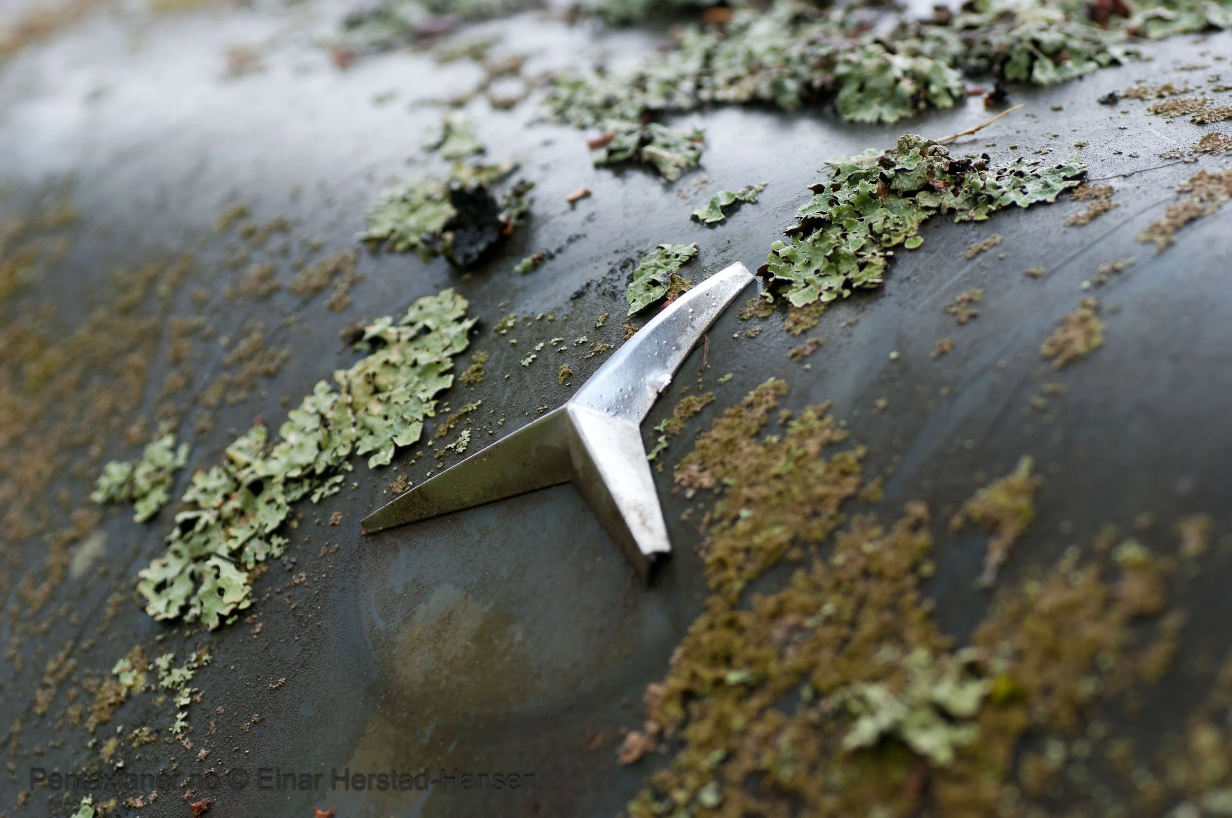 From a car cemetery in Scandinavia.  