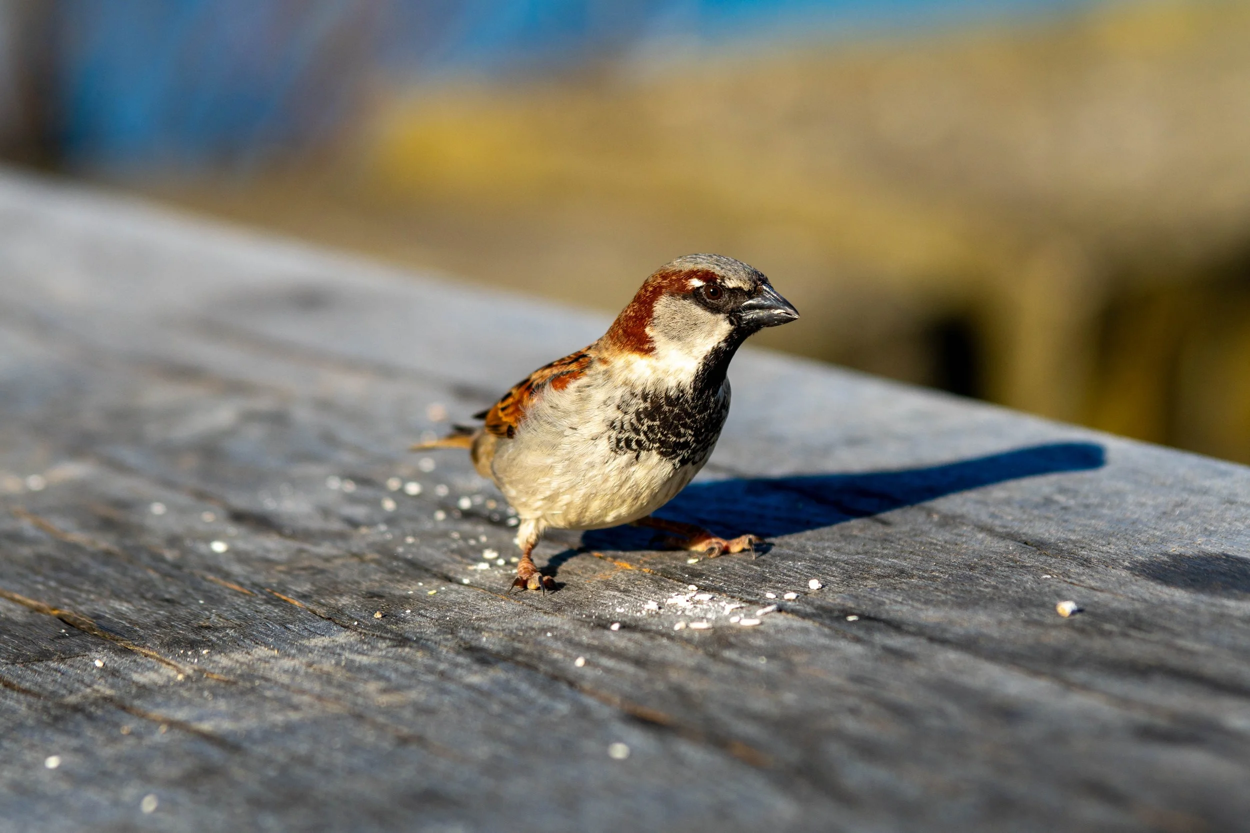 A sparrow.