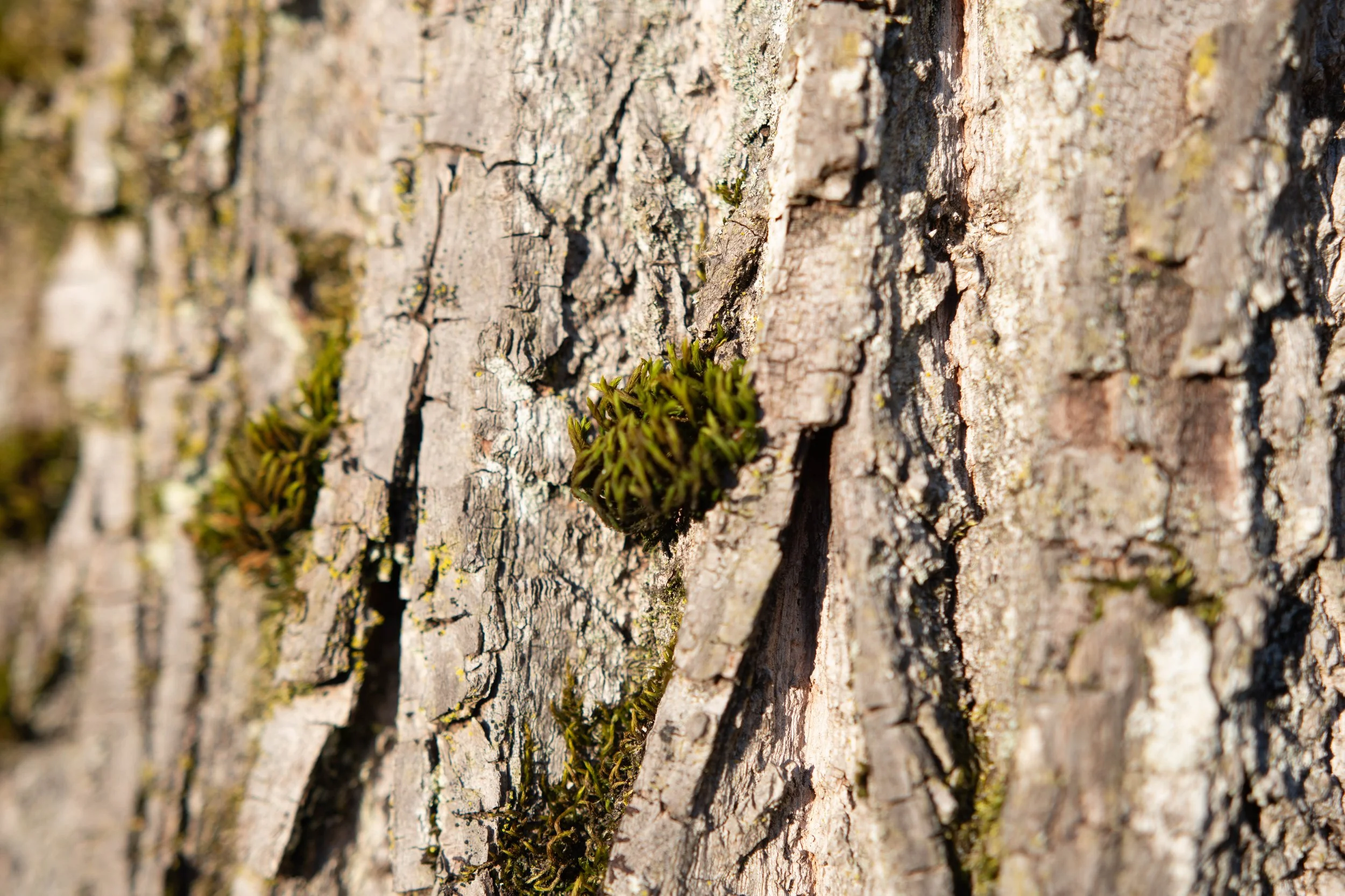 Moss on a trunk.