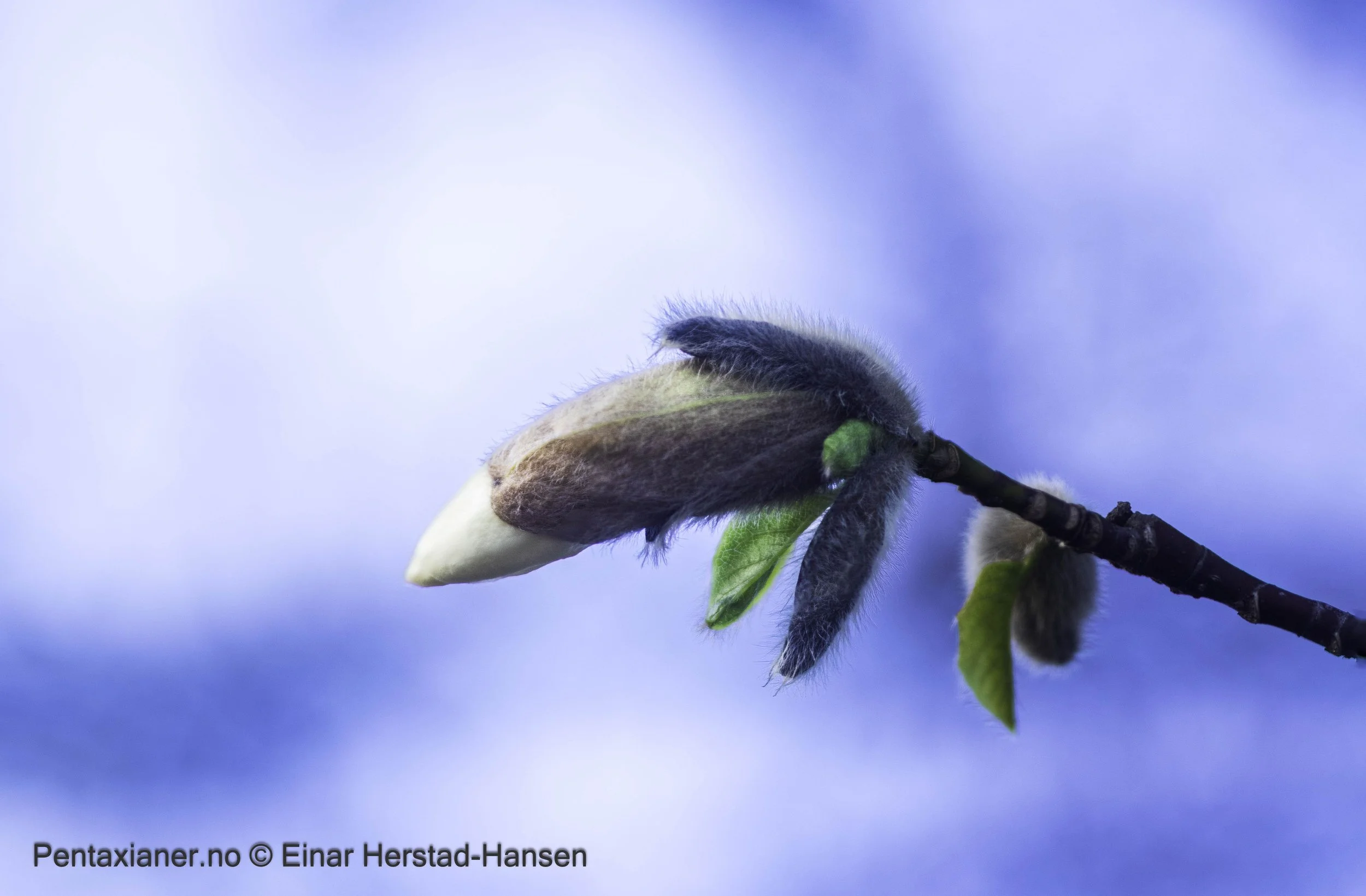 Bud of a snow magnolia in the botanic garden in Oslo. 