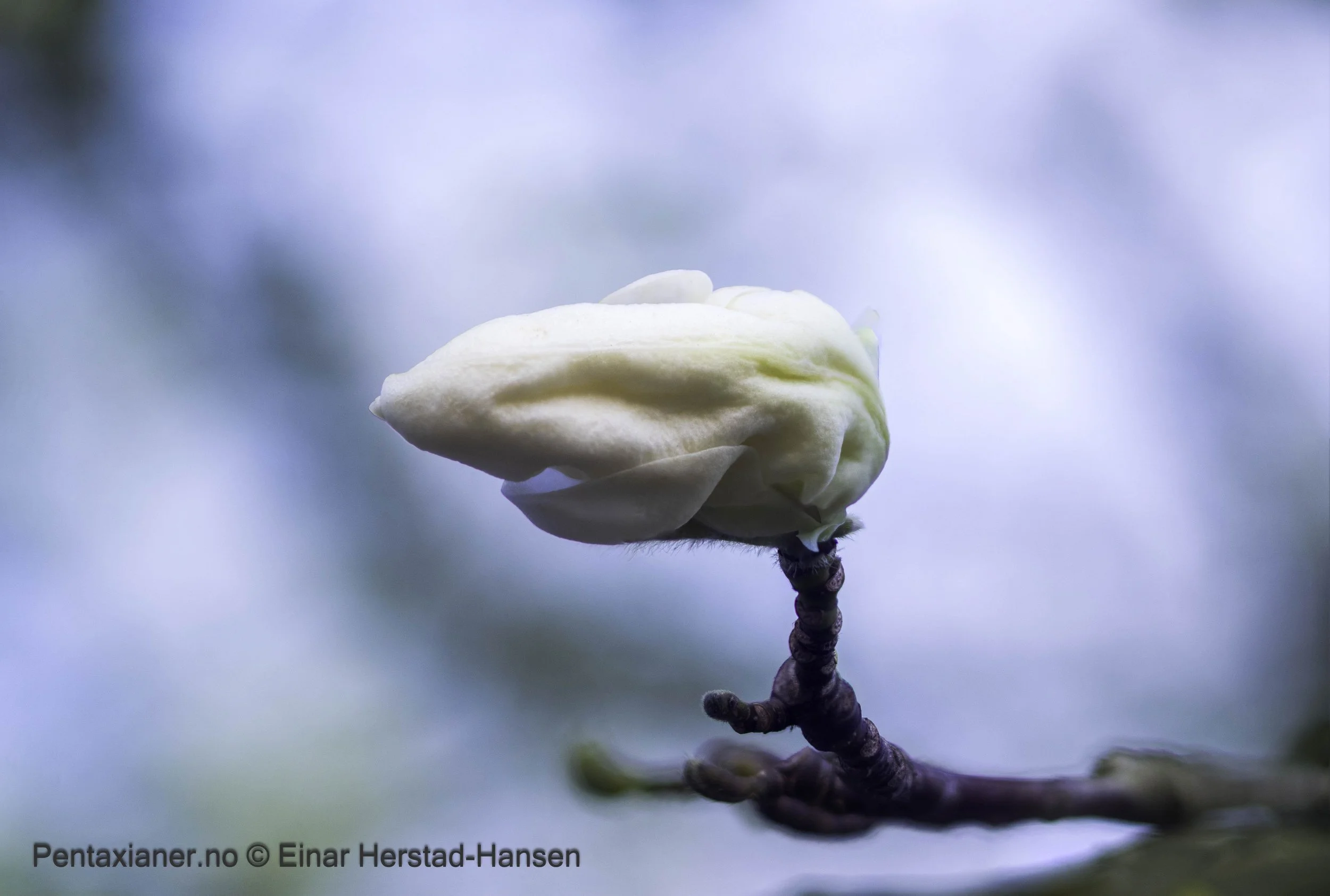 Bud of a snow magnolia in the botanic garden in Oslo. 