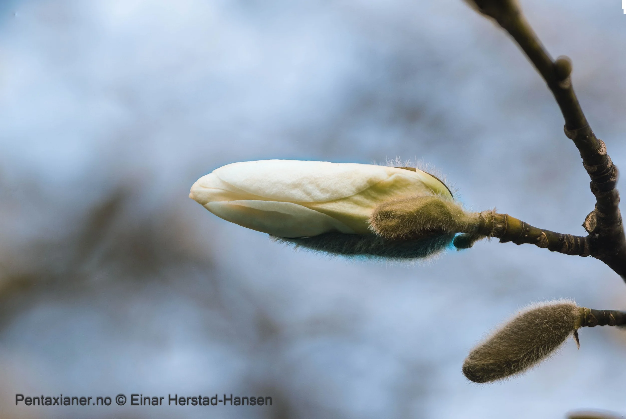 Bud of a snow magnolia in the botanic garden in Oslo. 