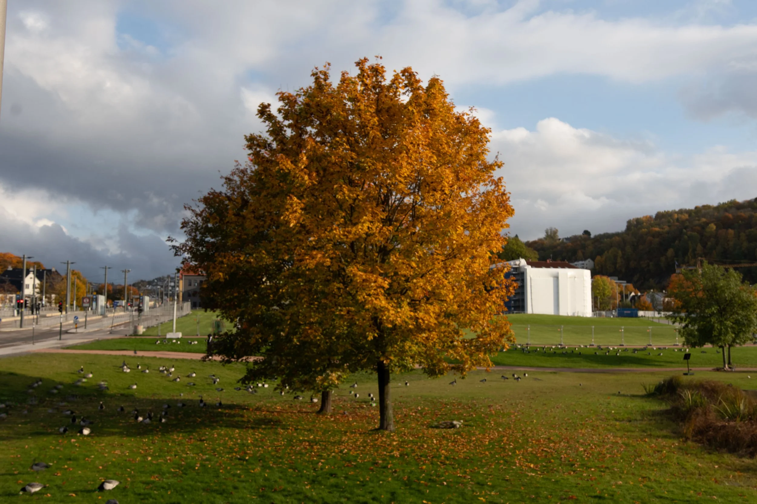 A tree close to Barcode in Oslo. 