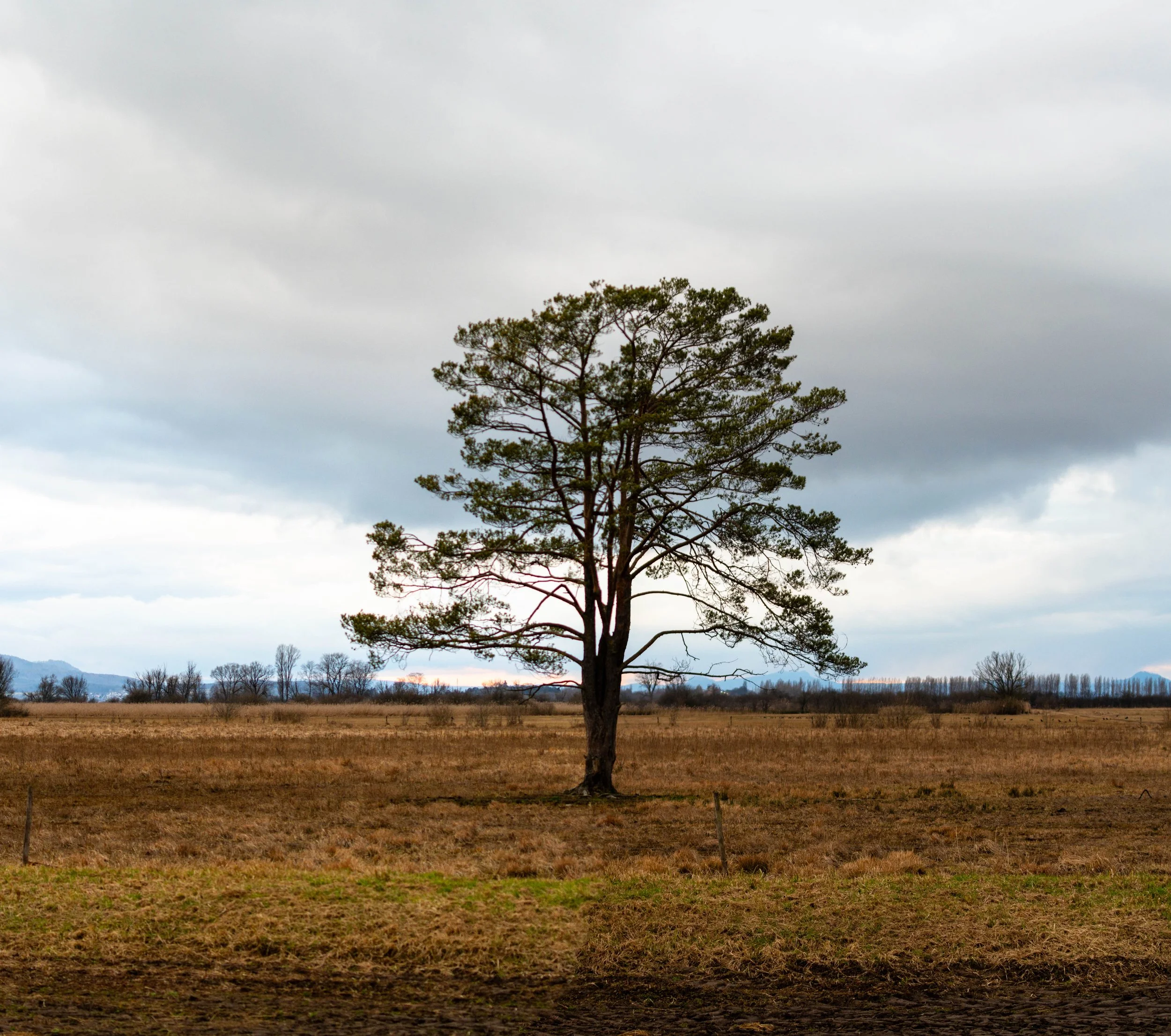 A tree in Wollmatingen Ried on the border between Germany and Switzerland. Copyright: Einar Herstad-Hansen
