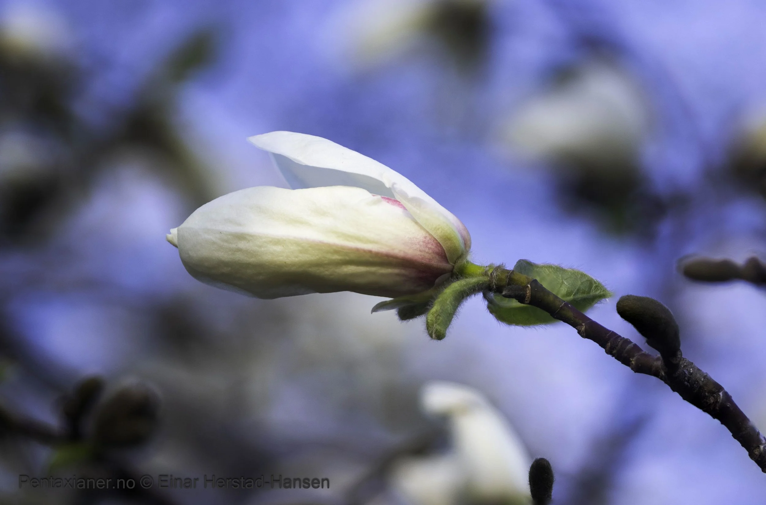 Bud of a snow magnolia in the botanic garden in Oslo. 