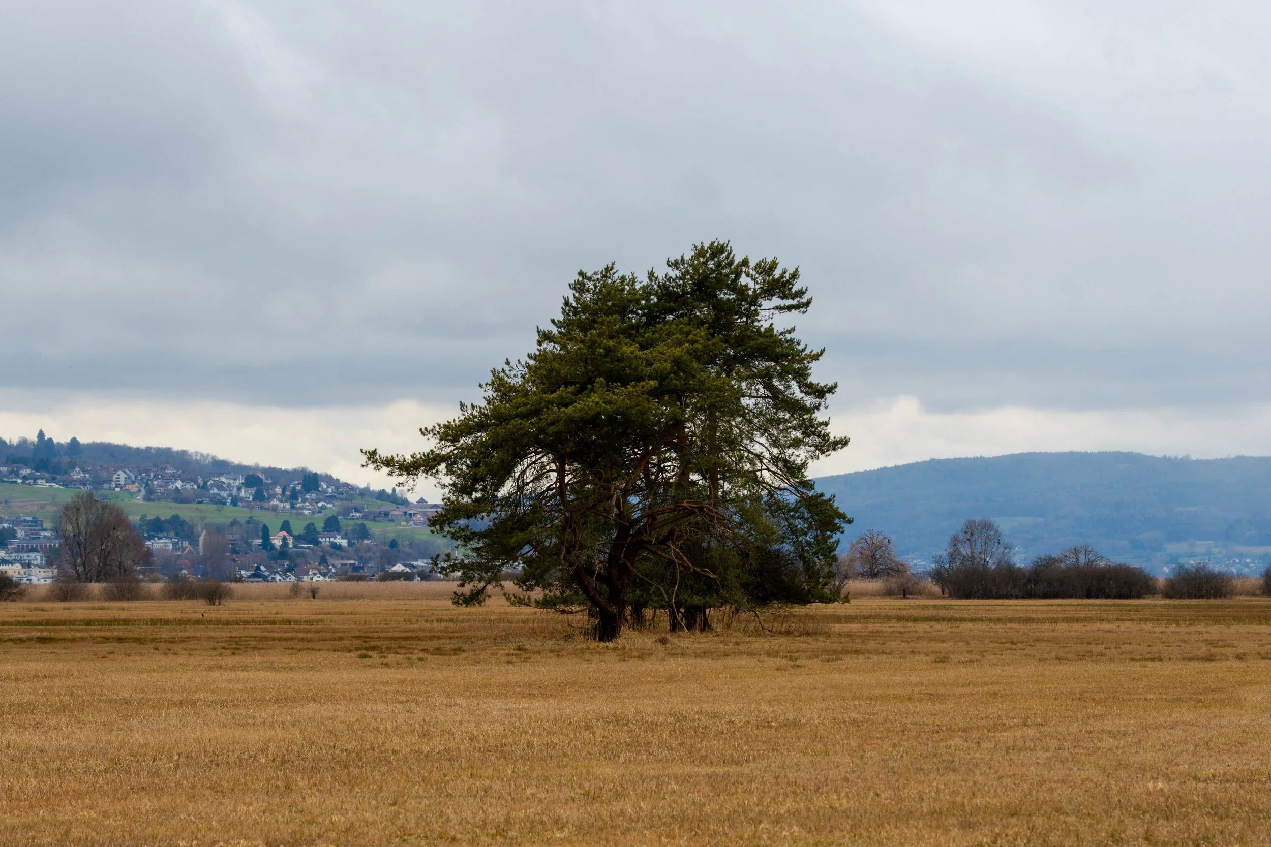 Another lonely tree in Wollmatingern ried on the border between Germany and Switzerland.