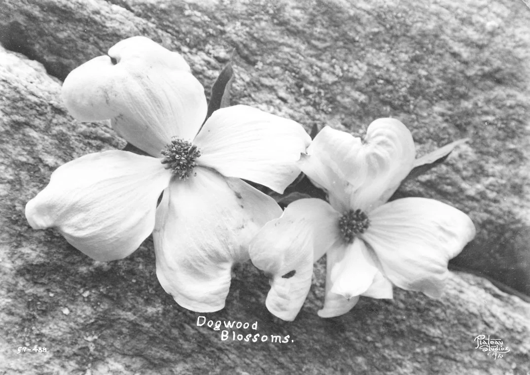 Dogwood (57-488).jpg