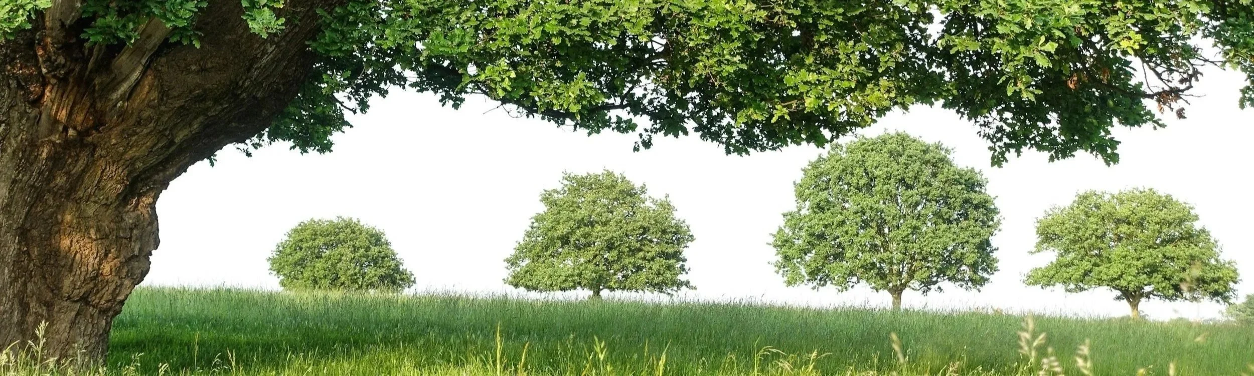 Développement personnel estime de soi méthode Monbourquette accompagnement bien-être. Paysage avec cinq arbres verts dans un champ herbeux