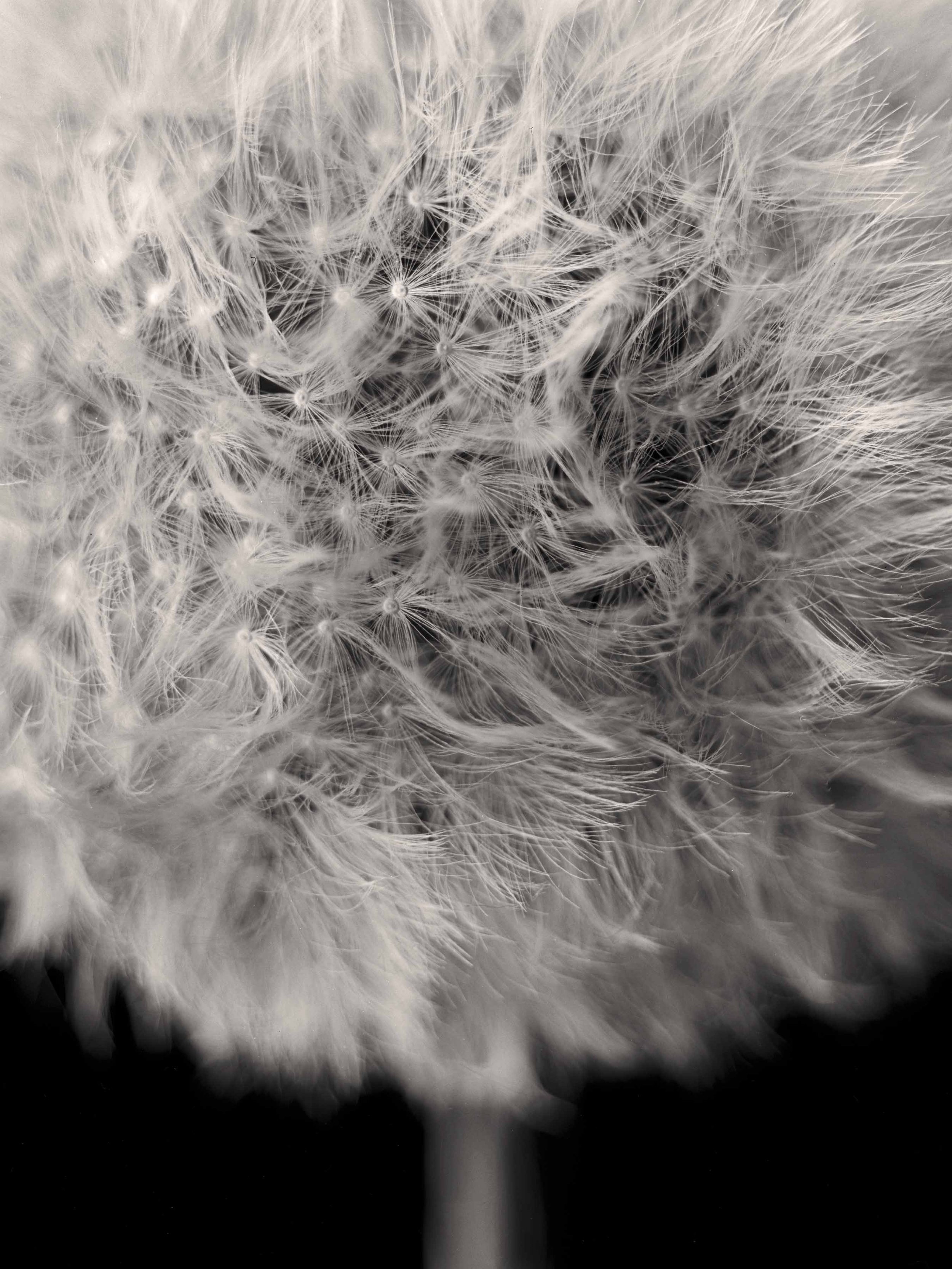 Dandelion Clock 9x12.jpg