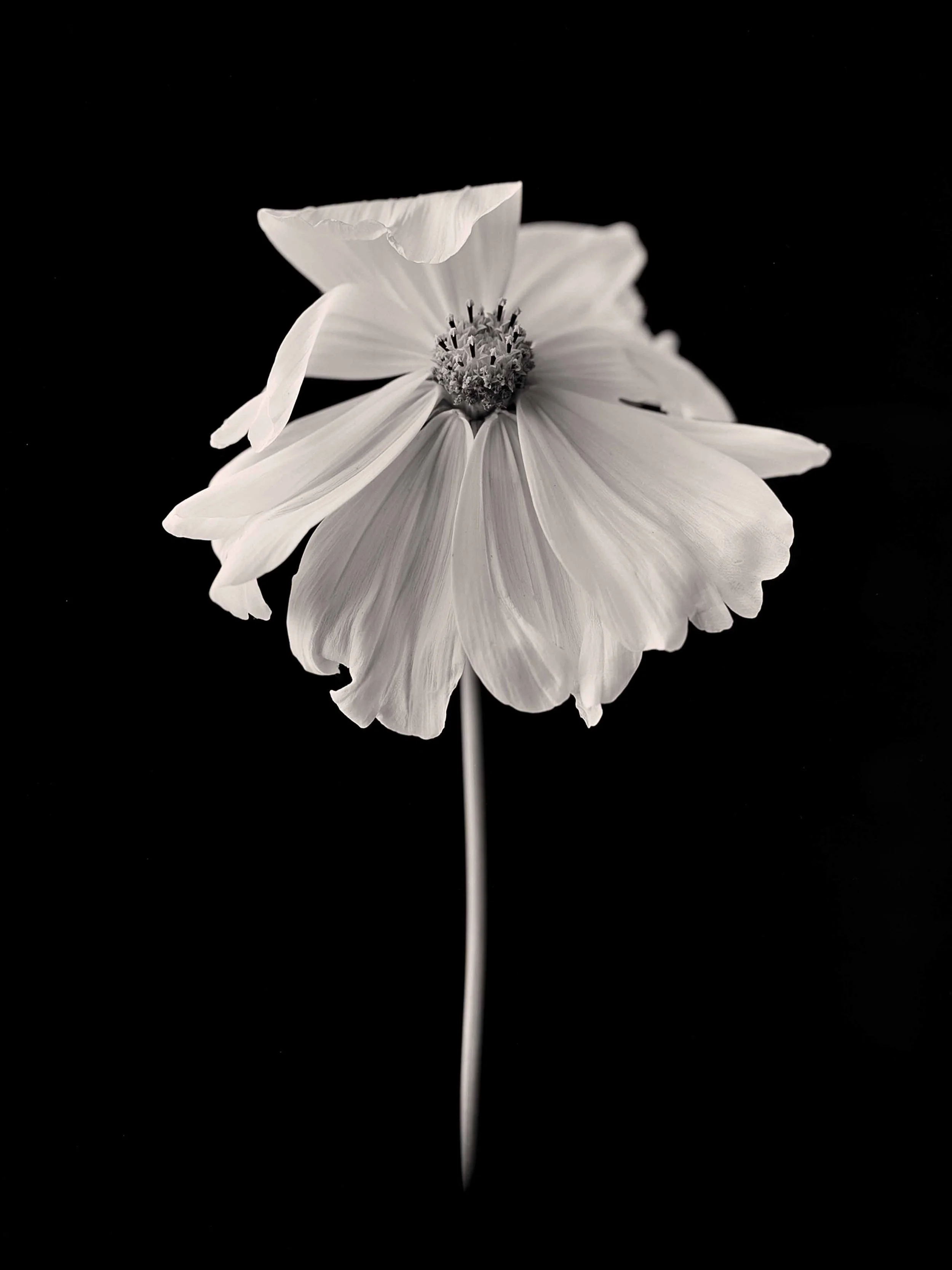 Cosmos flower 9x12.jpg