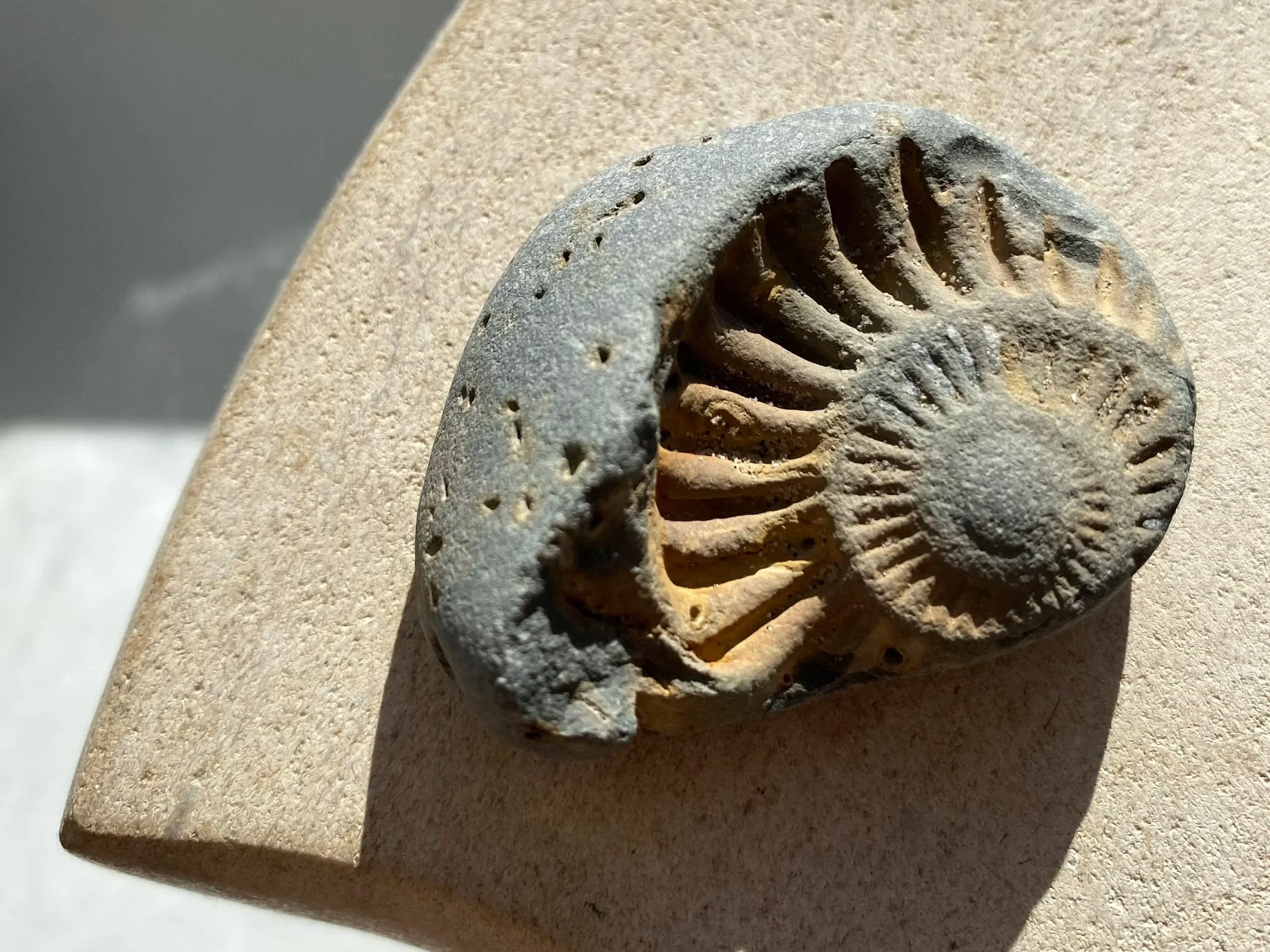 A close-up of a fossilized ammonite, placed on a stone bowl.